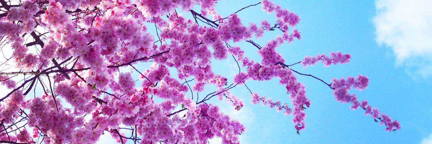 FridaSplendido's profile banner image