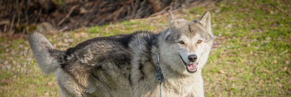 smolbluedog Profile Banner
