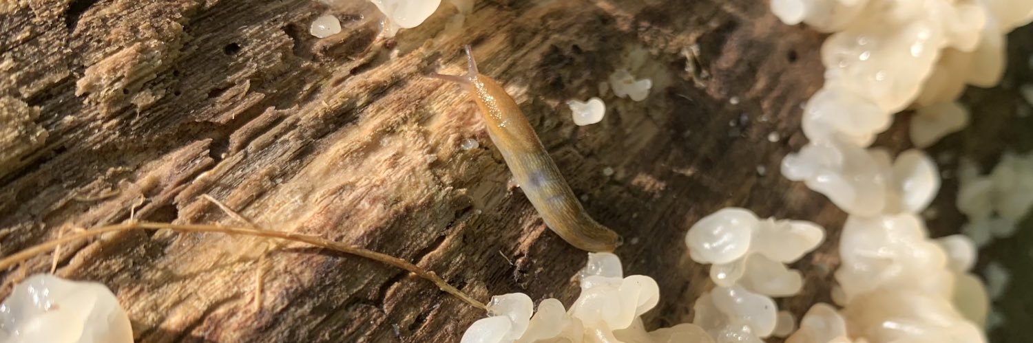 rat drinking a sprite banner