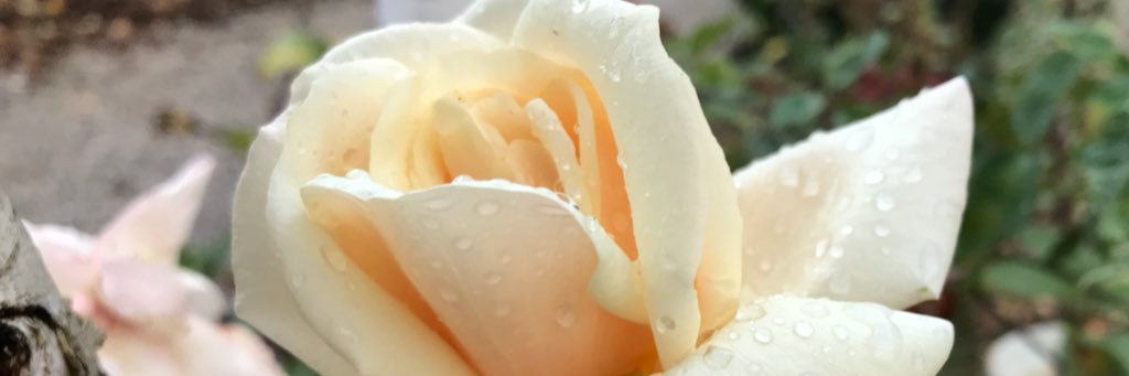 matteo mazzeri banner