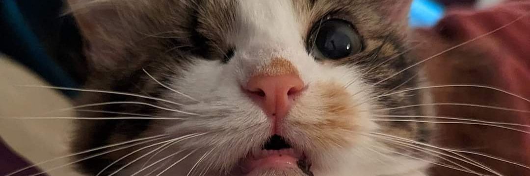 theshyfox's profile banner image