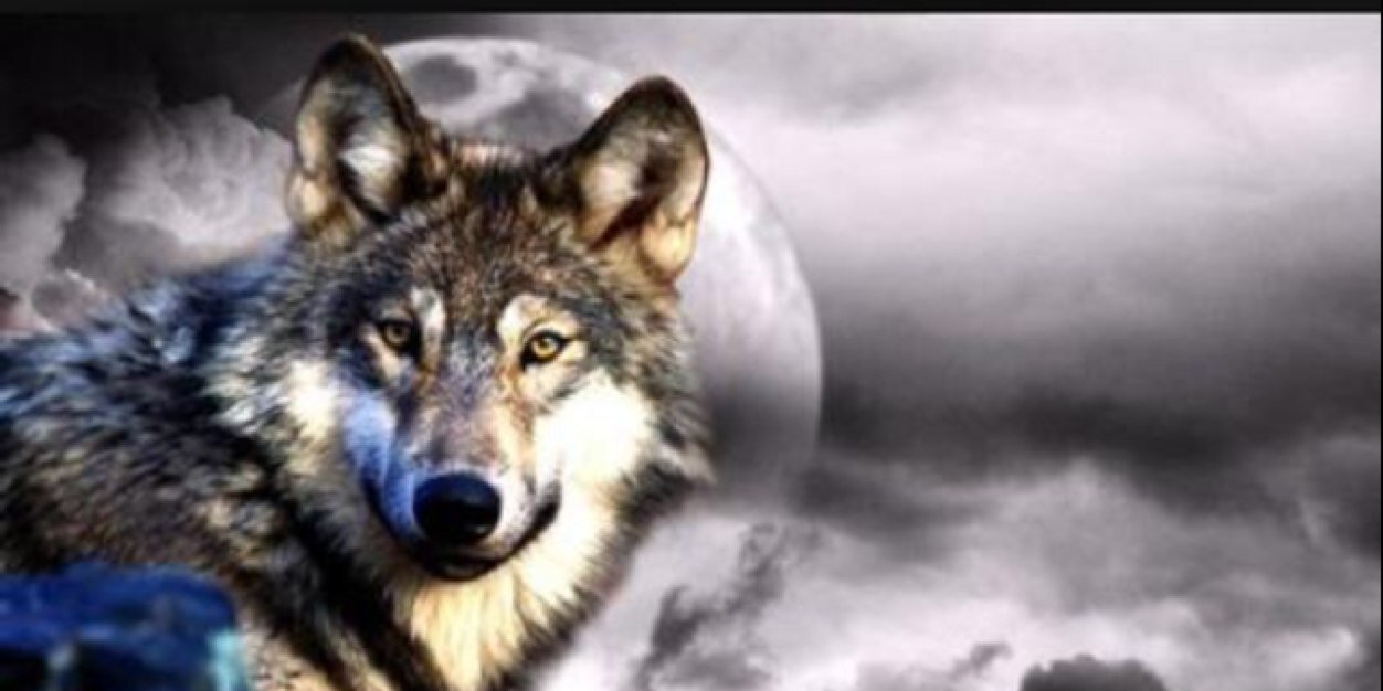koosees19's profile banner image