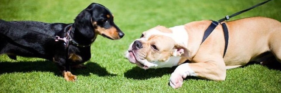 Archie_Bulldog's profile banner image