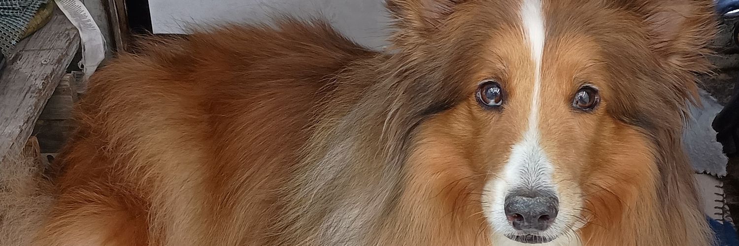 Robbie, the best dog ever. banner