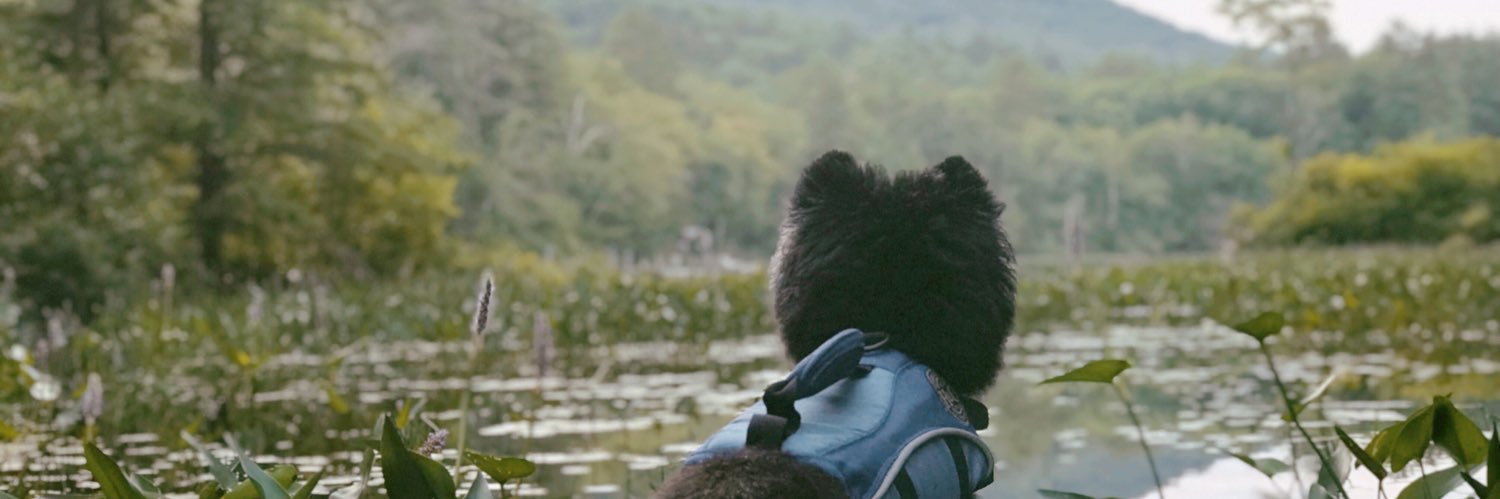 bitty603's profile banner image