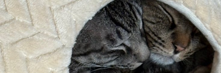 🐱うい🐱 banner