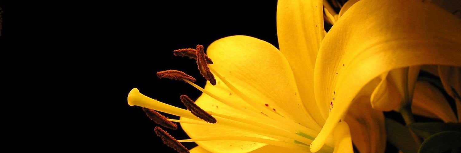 _Jonyelll's profile banner image