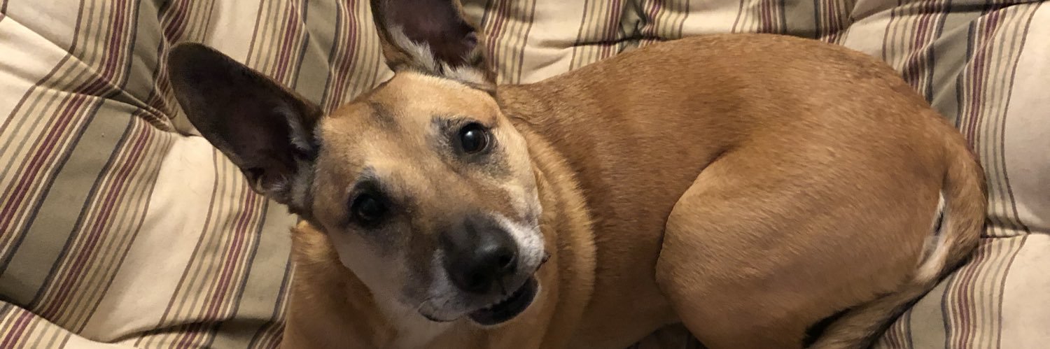 sheiebs's profile banner image