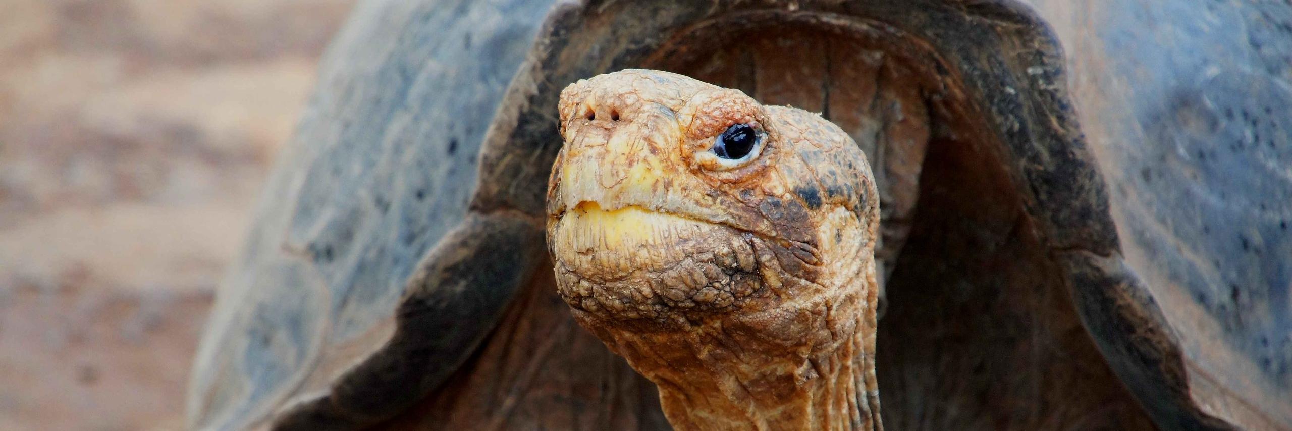 GalapagosHerald's profile banner image