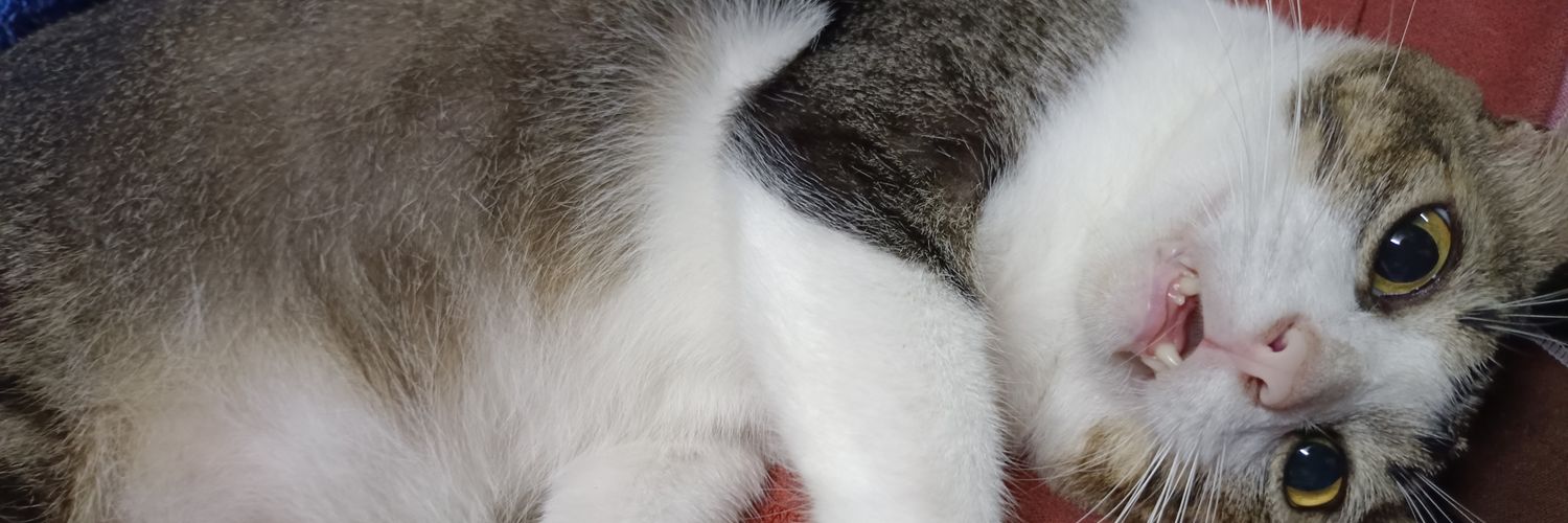 hanemzul's profile banner image
