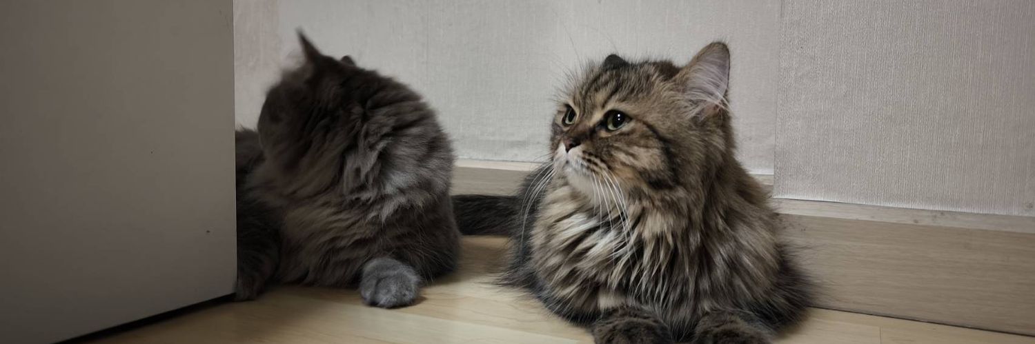 LovelyCatVictor's profile banner image