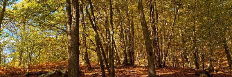 Sébastien Verger banner