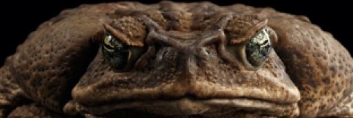 marketfrauds's banner
