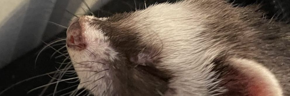 PerseusIsEepy's profile banner image