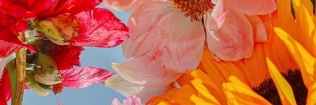SheiRomu's profile banner image