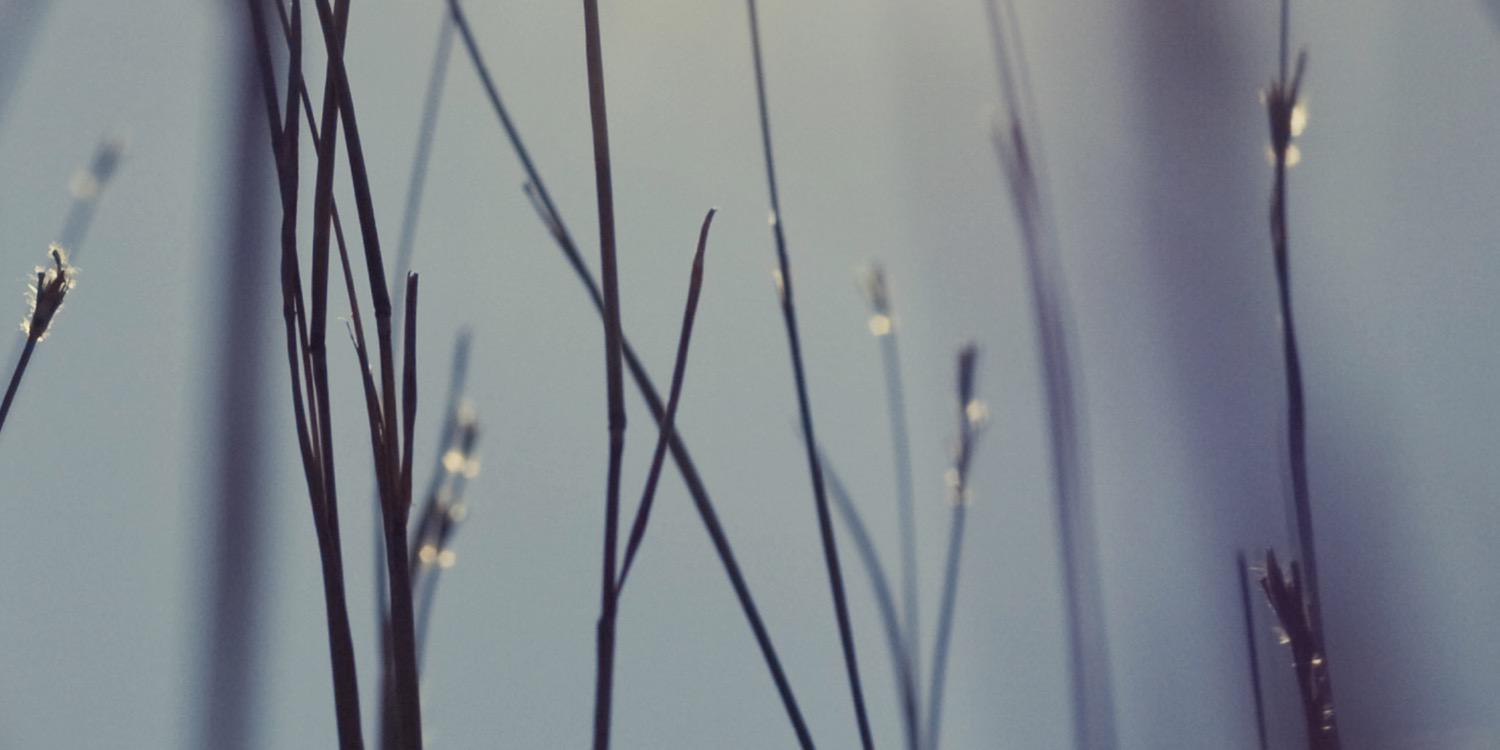 missvioletlace's profile banner image
