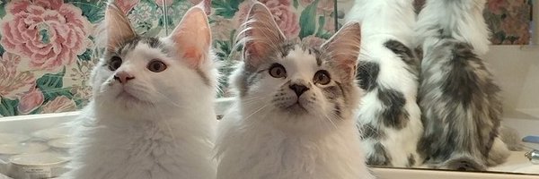 LisaMerklPR Profile Banner