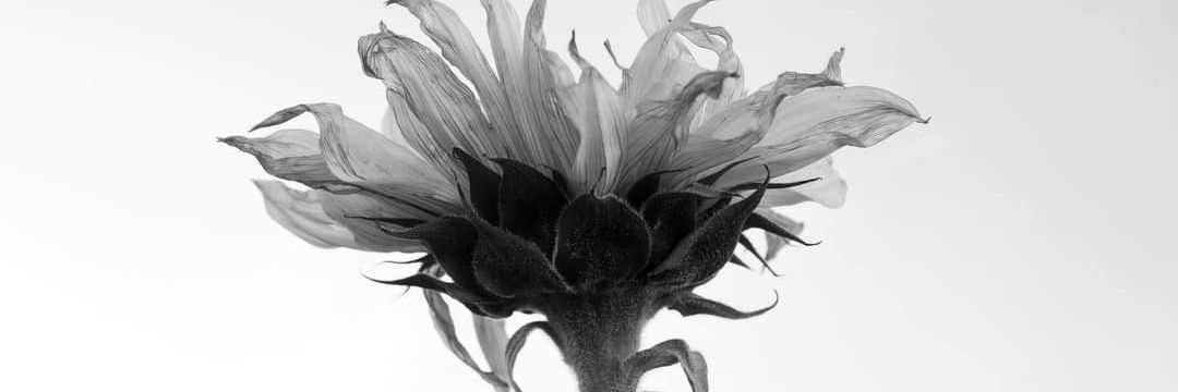 Sally Deuced-With-A-Boost Melanson banner