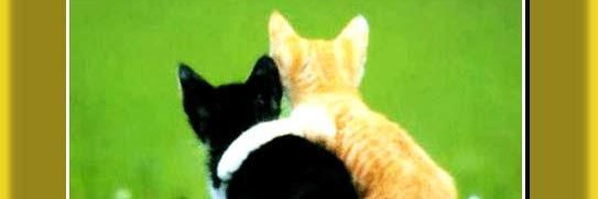 chocho_143's profile banner image