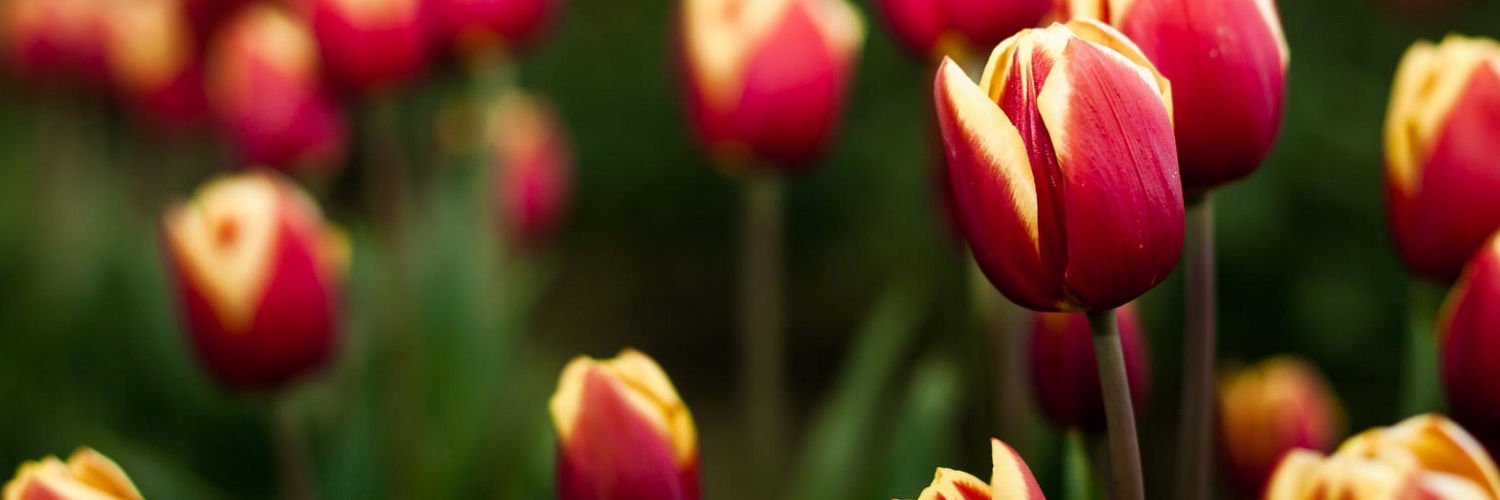 CharlsonKathia's profile banner image