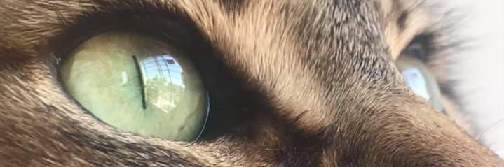 LucasEsterch's profile banner image