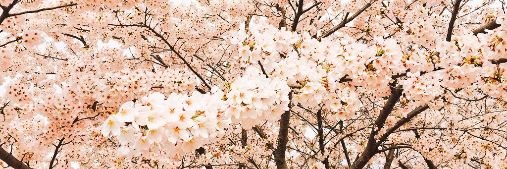 ooo_ssuu's profile banner image