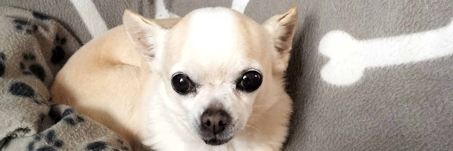 Jetty Meester banner