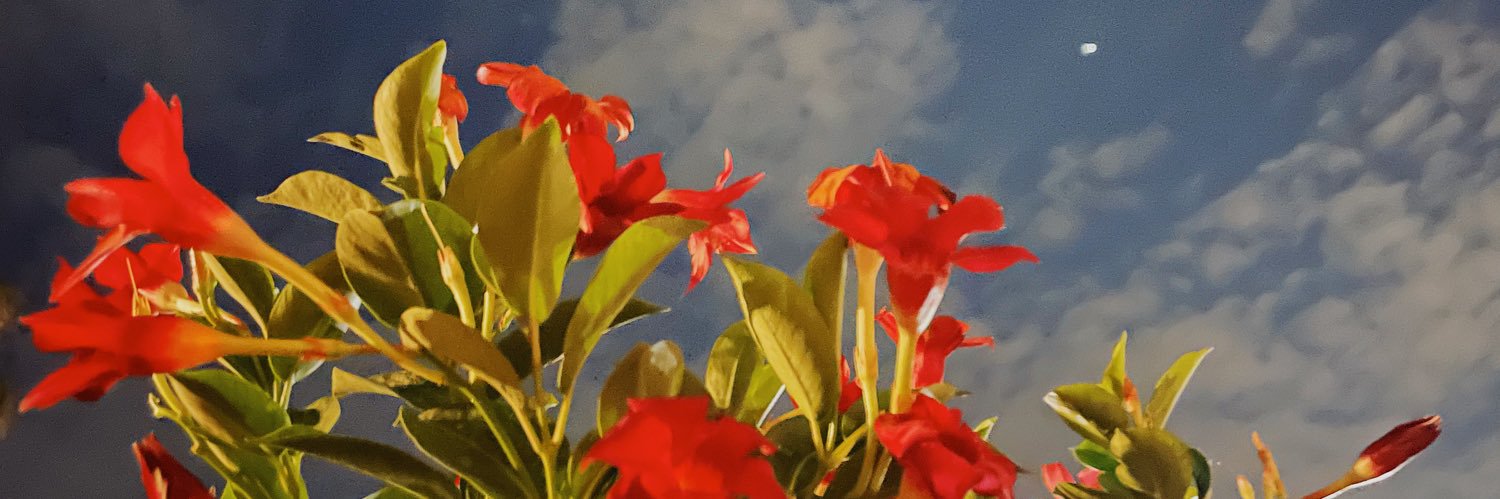 StauzieKay's profile banner image