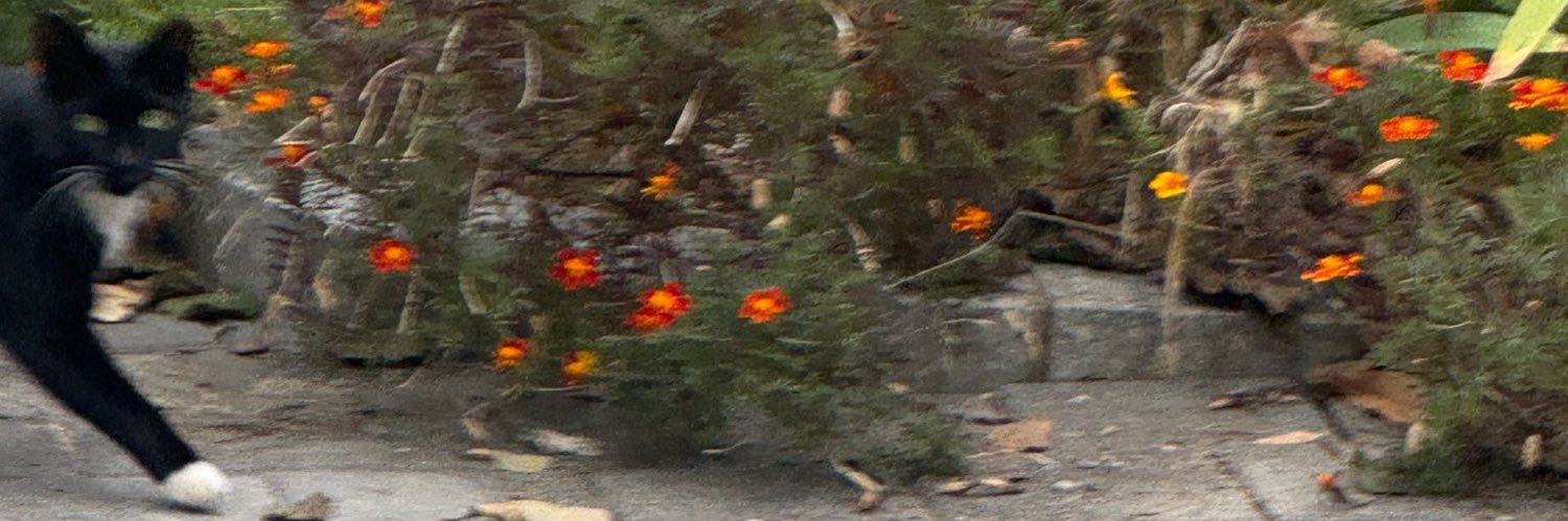 🎈 banner