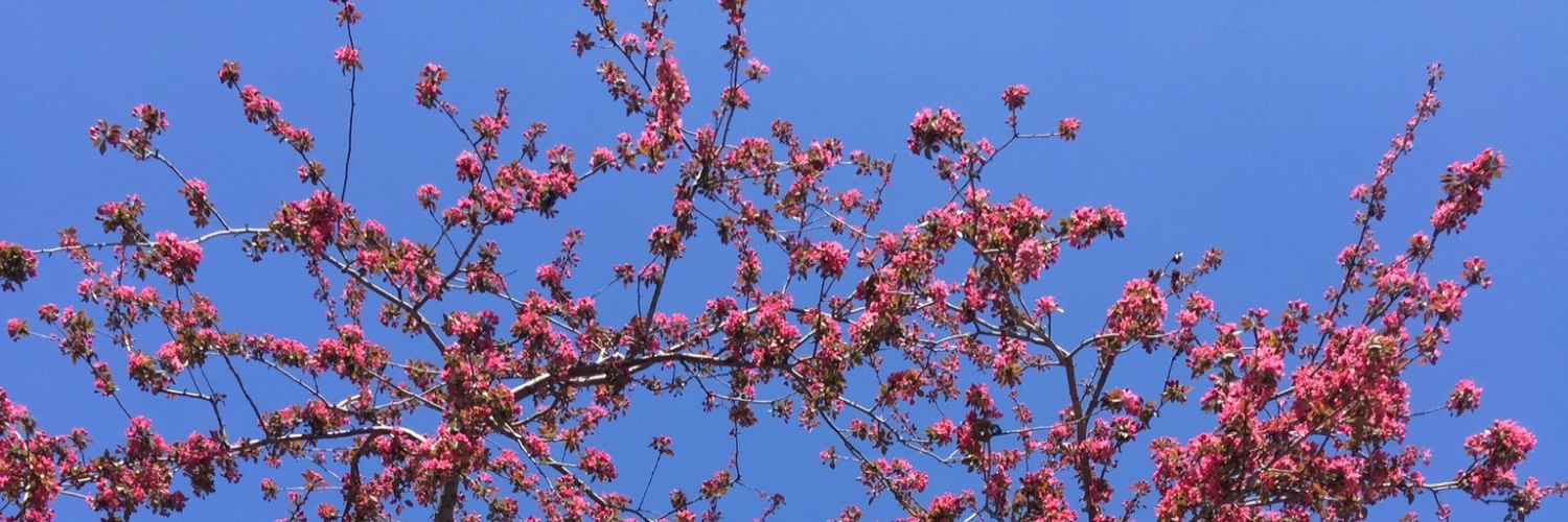 sevcincan's profile banner image