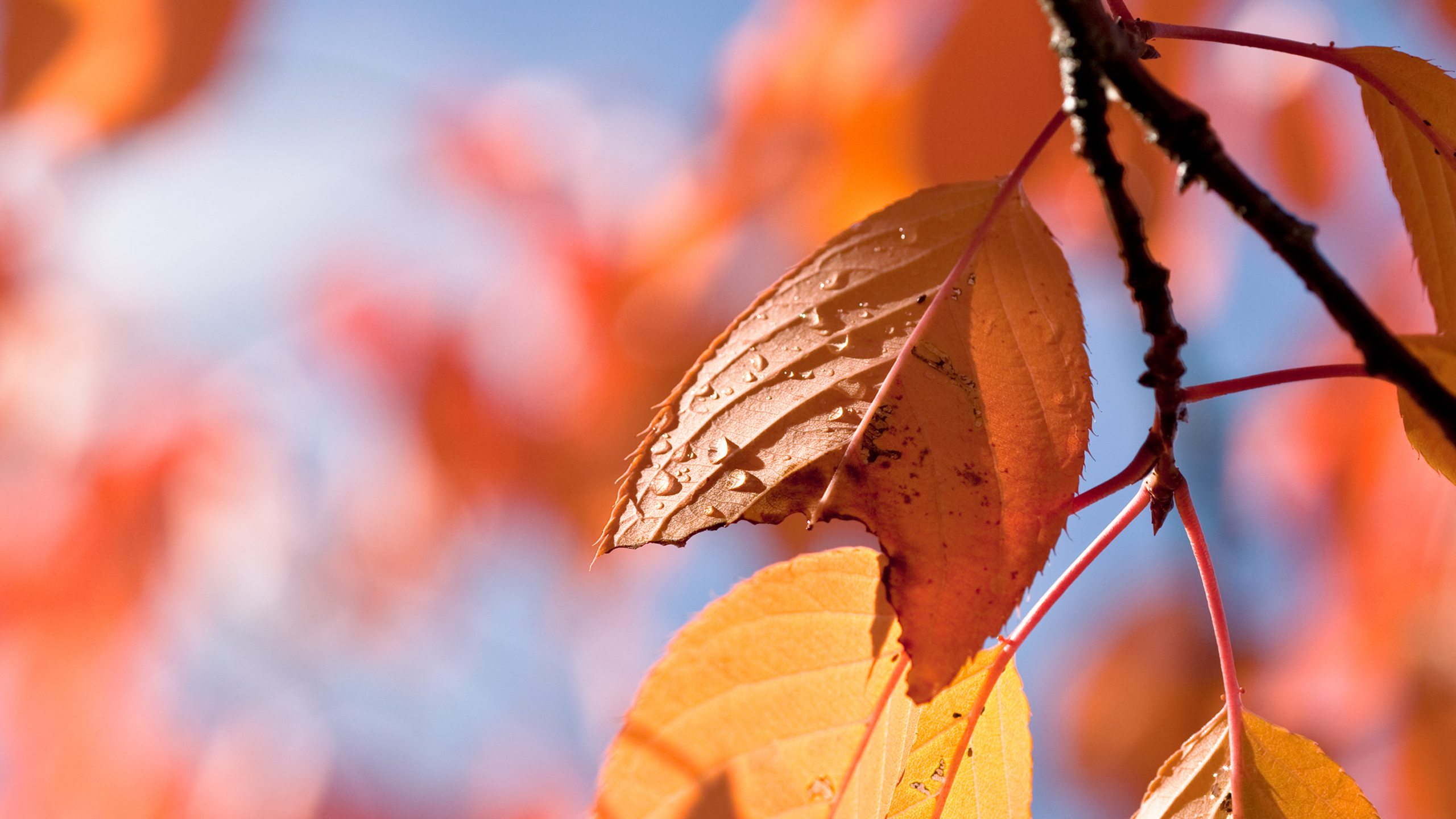 CryptoMermaid219.knc banner