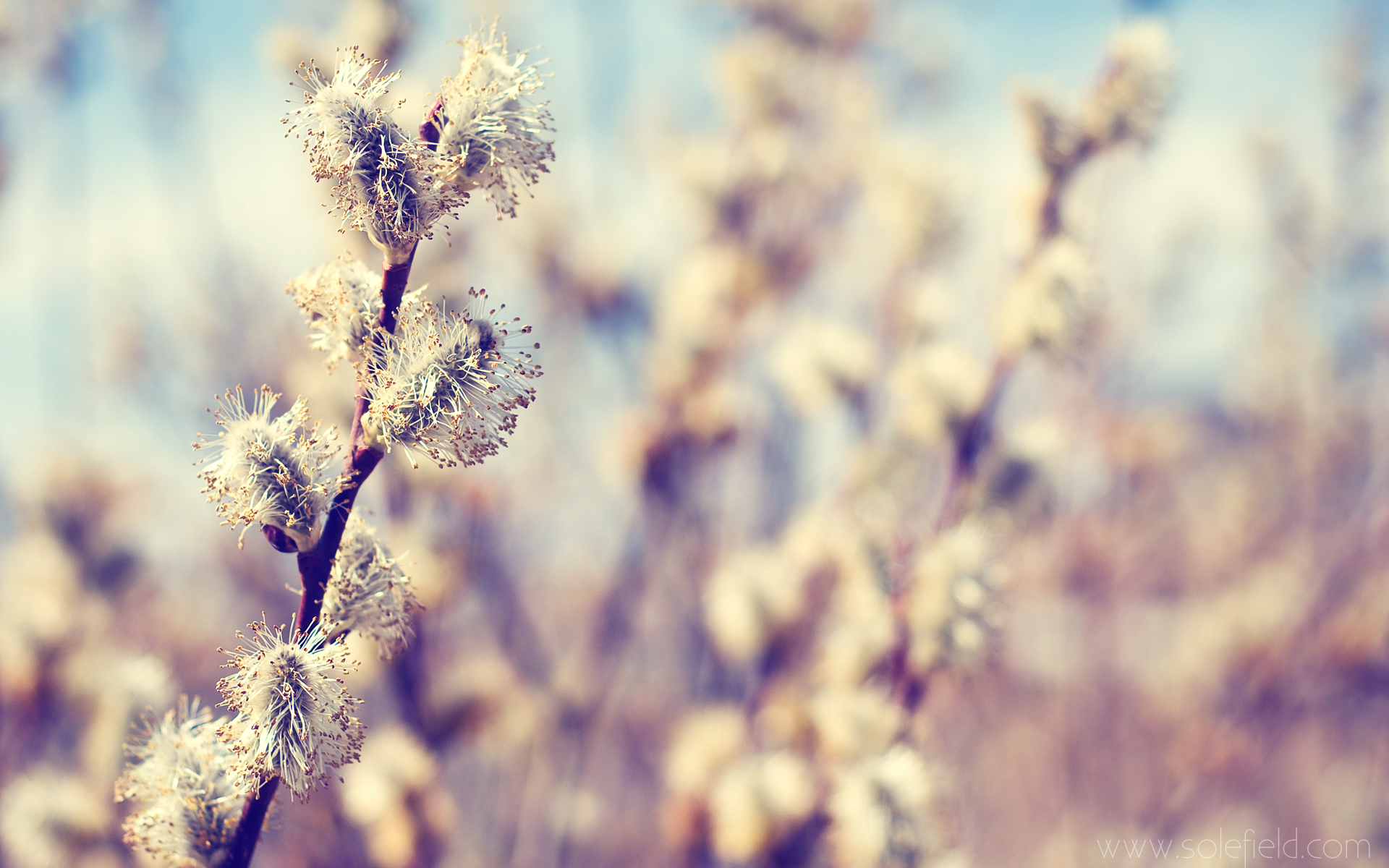 VirtualVixen191.icp banner