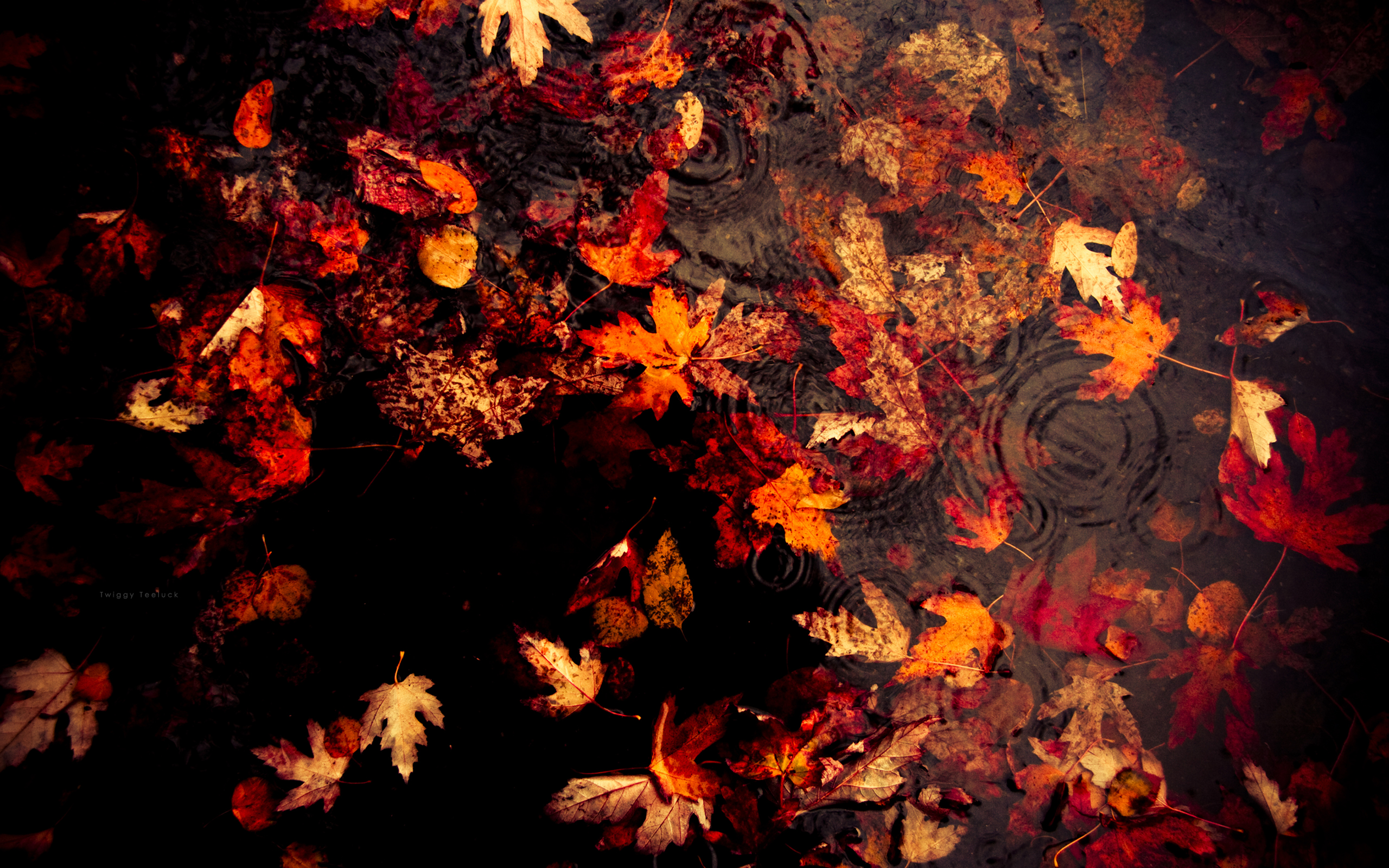 VirtualVixen479.xtz banner