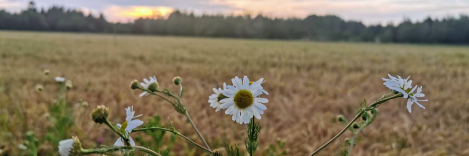 PedersenBerit's profile banner image