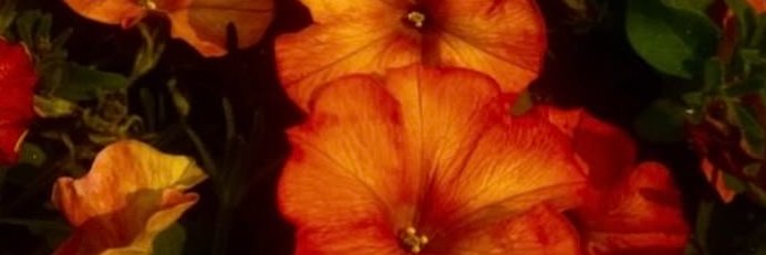everettereve's profile banner image