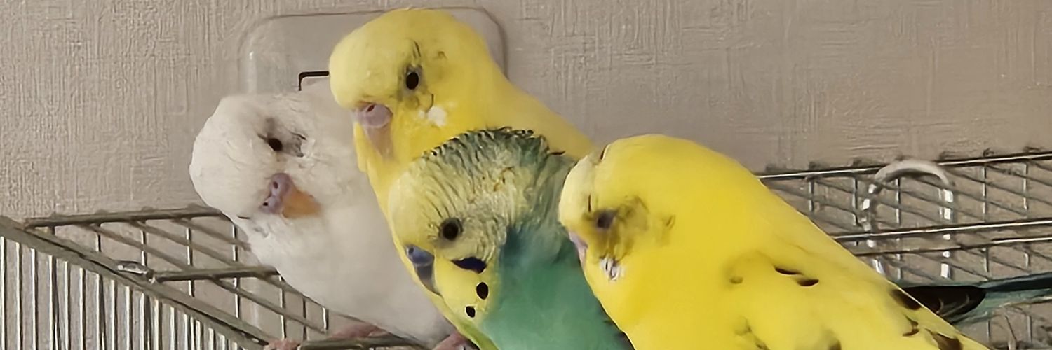 かまろ🐥🐱🐿🦎🪴🌵 banner