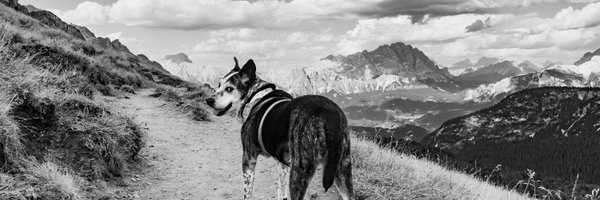 Alatahelluin Profile Banner