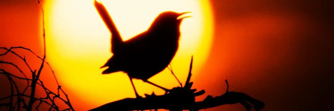 sellabendeta's profile banner image