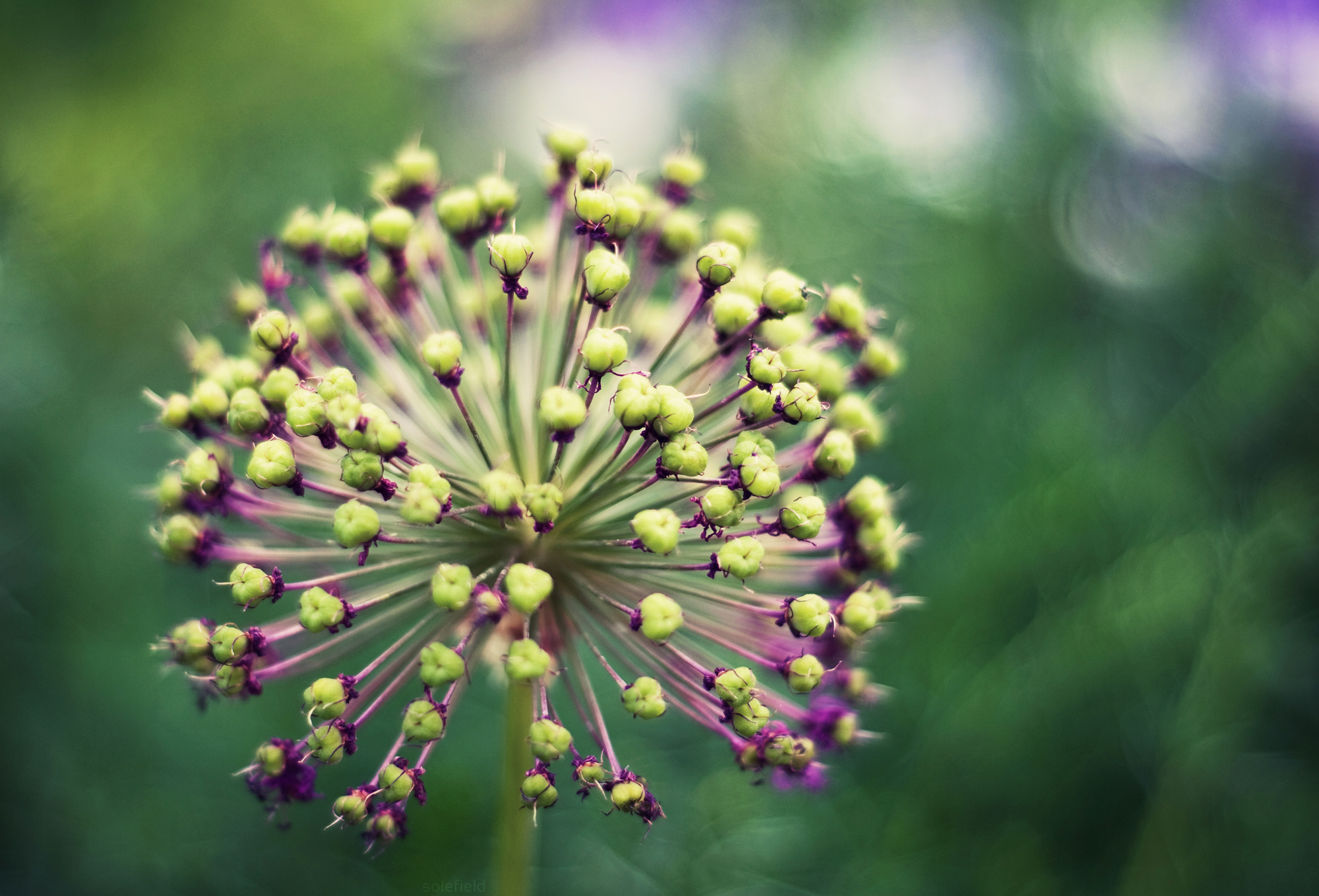 CryptoSage492.dodo banner