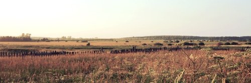 bratilicious🐸 banner