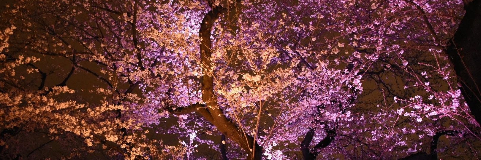 kenoreberos's profile banner image