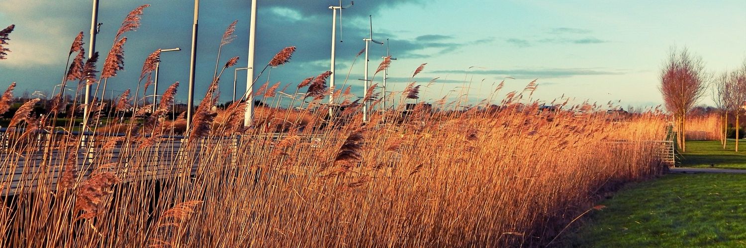 Allander Brazeiro banner