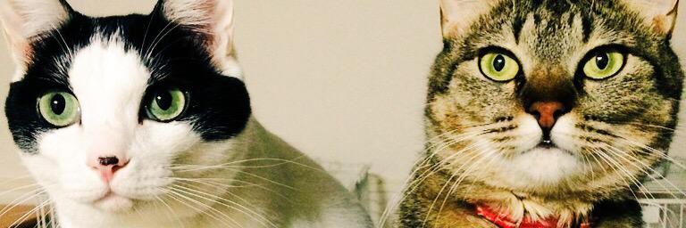 3310kiri's profile banner image
