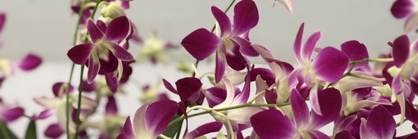 drnipunverma Profile Banner