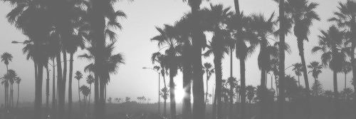 AlevtinaF's profile banner image