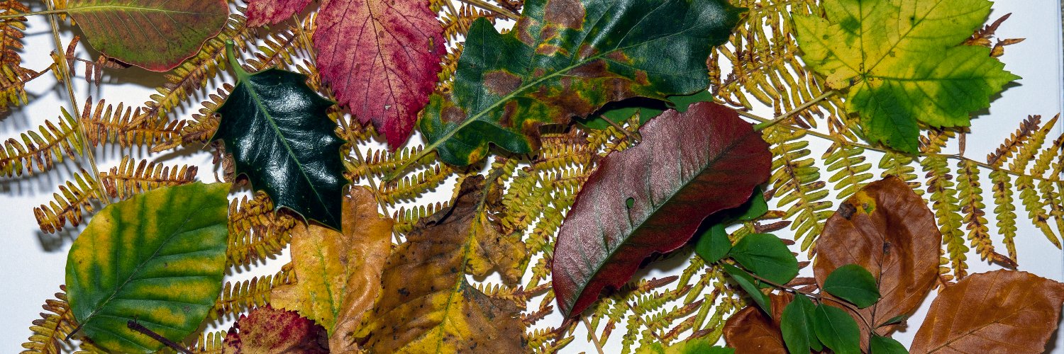 Martin S- surviving in a crazy world. banner