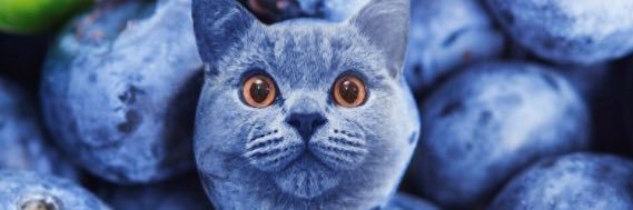 ｡ﾟ(ﾟ´Д｀ﾟ)ﾟ｡ banner