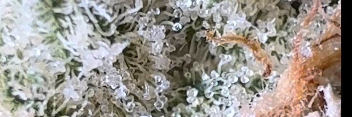 Green Exotics banner