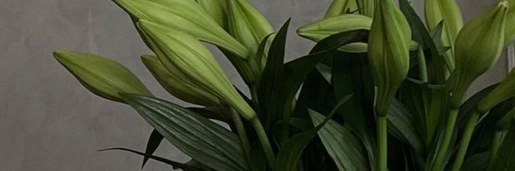 Boits_L's profile banner image