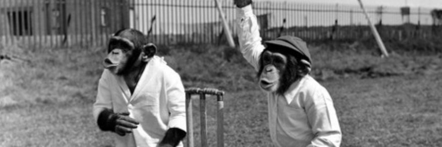 Cricket Variety Chimp banner